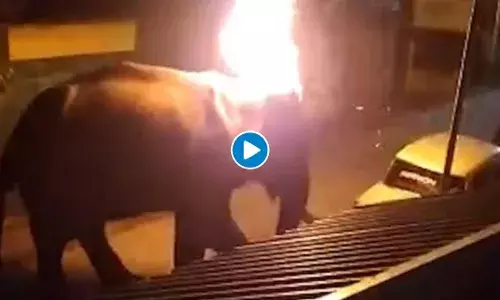 संतापजनक : गावकऱ्यांनी जाळला अन्नाच्या शोधात आलेला हत्ती