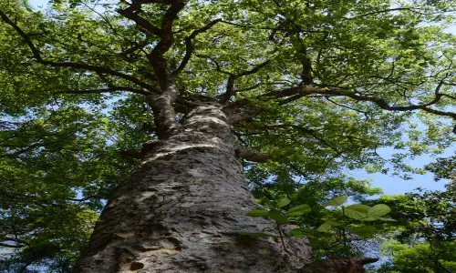 तू बघितला आहेस का तो जुना वेल? तू बघितला आहेस का तो जुना वेल?