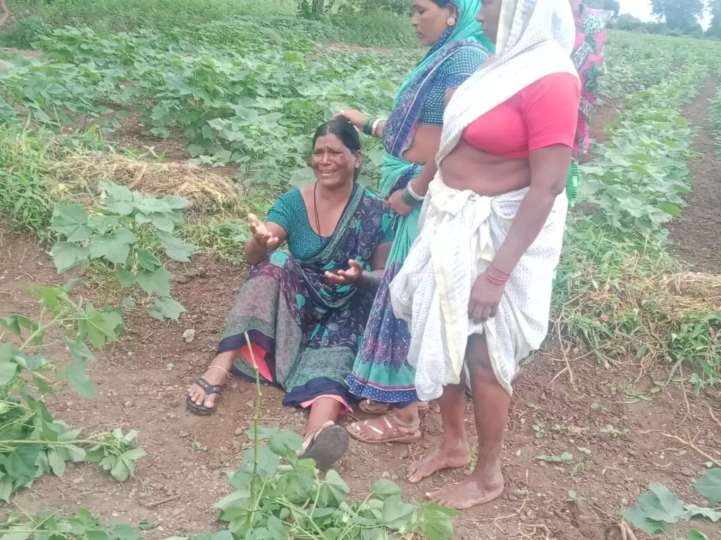सोन्यासरखं पीक समाजकंटकांनी उपटून फेकलं; महिला शेतकऱ्याने शेतातच हंबरडा फोडला