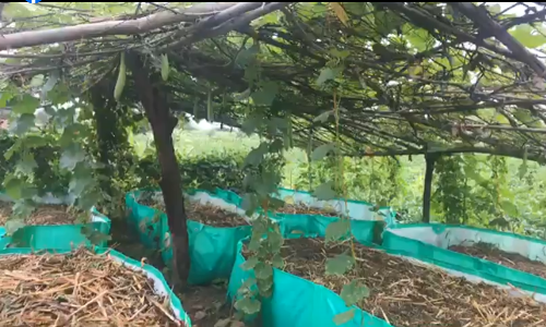 एका एकरात पंचवीस भाज्या पिकवणारी अर्चना माने,कसा केला हा चमत्कार?