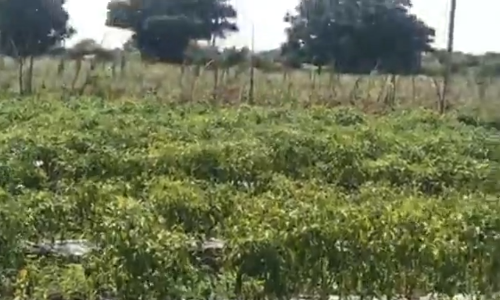 गुंठाभर शेती ते कंपनीच्या डिरेक्टर अर्चना भोसले यांची संघर्षमय यशोगाथा