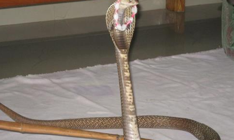 32 शिराळात नागपंचमी पारंपरिक पद्धतीने साजरी होणार..