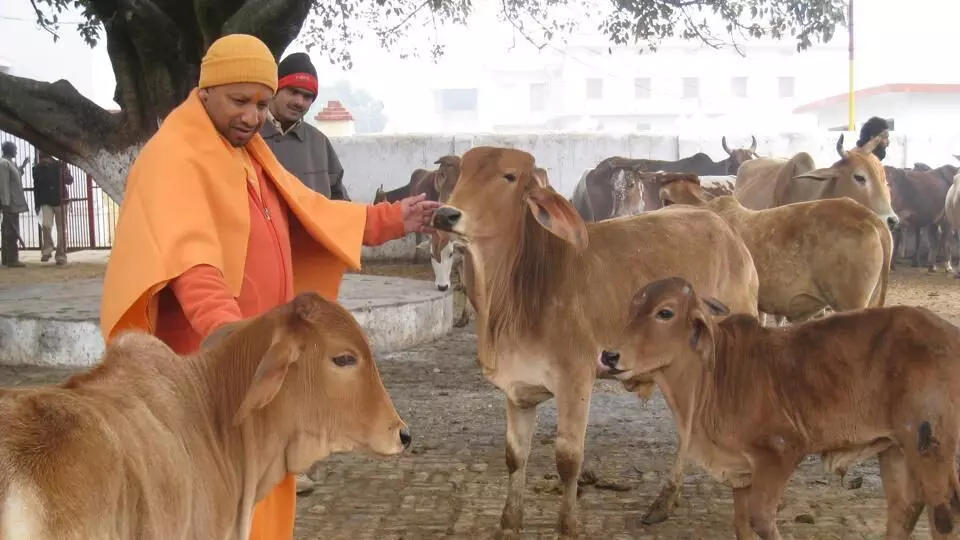 video: महिलाच काय म्हैस आणि बैल सुद्धा पश्चिम उत्तर प्रदेशात असुरक्षित होते: योगी आदित्यनाथ