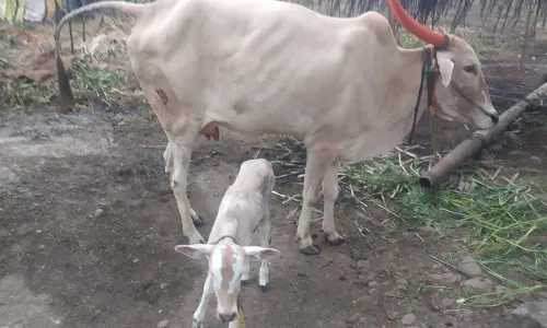 गाईच नैसर्गिक गर्भारपण म्हणजे काय हो ? गाईच नैसर्गिक गर्भारपण म्हणजे काय हो ?