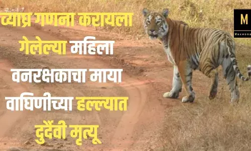 व्याघ्र गणना करायला गेलेल्या महिला वनरक्षकाचा माया वाघिणीच्या हल्ल्यात दुर्दैवी मृत्यू
