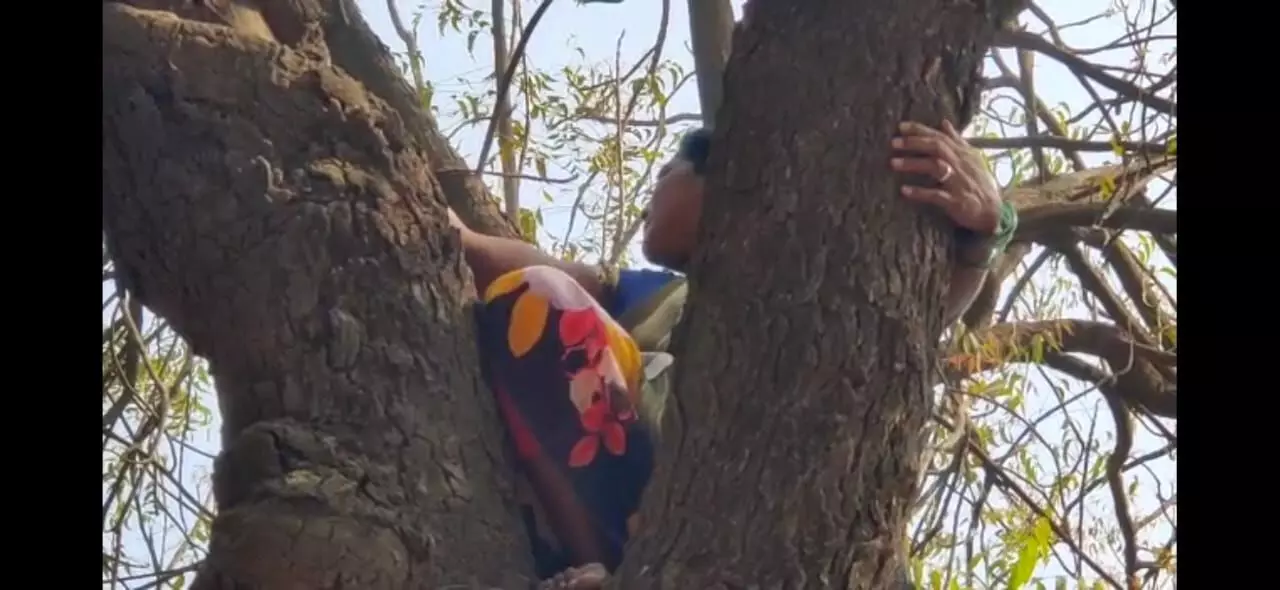 नगर परिषदेच्या सफाई महिला कामगाराचे झाडावर चढून आंदोलन