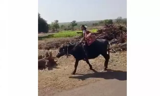 एसटी बंद केली सरकारने, पाय भाजत्याती म्हणत चिमुकली म्हैशीवर बसून चालली शाळेला