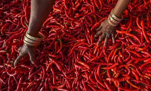 मिरची झाली स्वस्त ,पण शेतकरी महिला त्रस्त #maxwoman मिरची झाली स्वस्त ,पण शेतकरी महिला त्रस्त #maxwoman