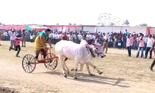 बैल जोडी चालवणे ही पुरुषांची मक्तेदारी महिलांनी मोडीत काढली... बैल जोडी चालवणे ही पुरुषांची मक्तेदारी महिलांनी मोडीत काढली...