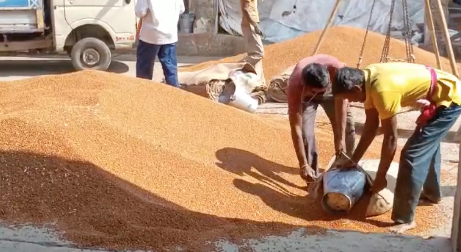 तुरीच्या दरात चढ उतार सुरु, शेतकऱ्यांना दरवाढीची प्रतीक्षा