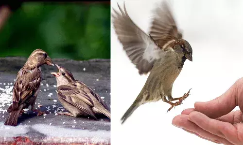 या चिमण्यांनो ,परत फिरा चिमण्या का नाहीश्या होत आहेत ? या चिमण्यांनो ,परत फिरा चिमण्या का नाहीश्या होत आहेत ?