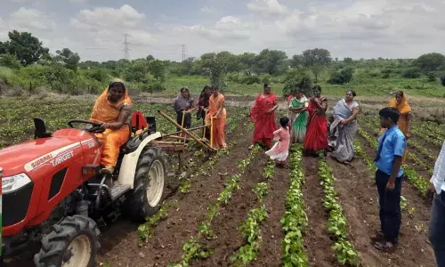 महाराष्ट्राच्या मातीतील महिला शेतकरी म्हणजे ग्रामीण अर्थव्यवस्थेचा कणा महाराष्ट्राच्या मातीतील महिला शेतकरी म्हणजे ग्रामीण अर्थव्यवस्थेचा कणा