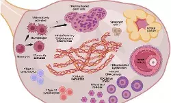 भारतीय महिलांमध्ये अकाली ओव्हेरियन एजिंगचे संकट
