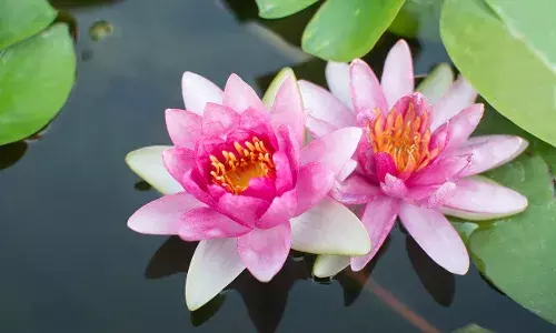 कमळाची शिकवण…! कमळाची शिकवण…!