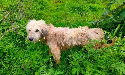 गुडबाय रॉकी...