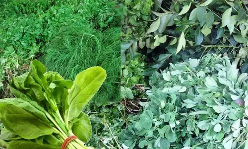 महिलांच्या ताटातून पालेभाज्या गायब महिलांच्या ताटातून पालेभाज्या गायब