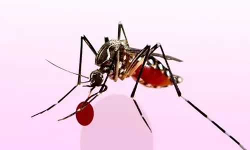 डेंग्यूत सेक्सला ‘नाही’ म्हणा, कारण… डेंग्यूत सेक्सला ‘नाही’ म्हणा, कारण…