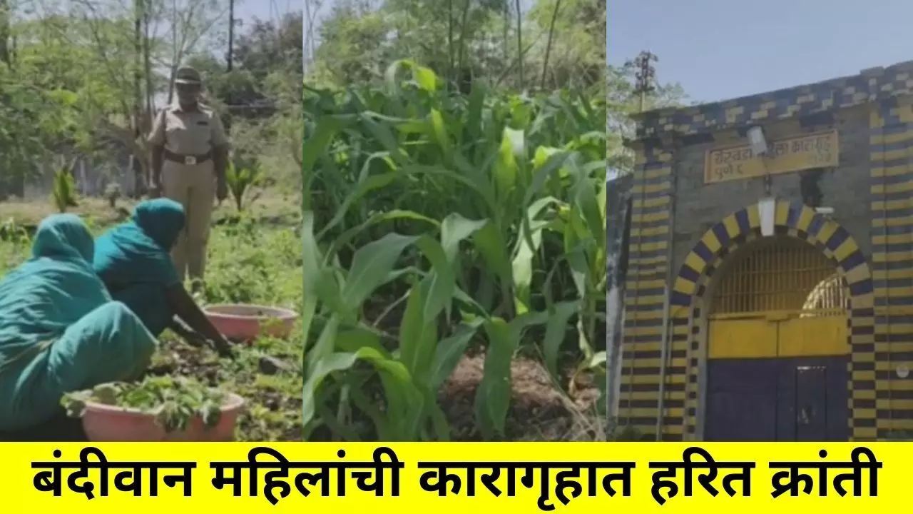 बंदीवान महिलांची कारागृहात हरित क्रांती
